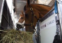 Qatar Airways Cargo mejora su servicio para el envío de animales vivos