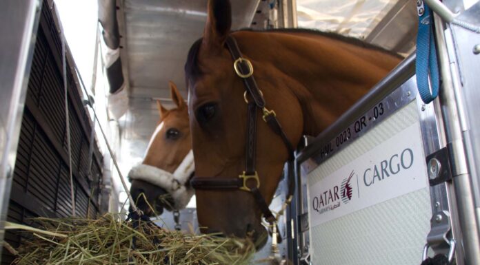 Qatar Airways Cargo mejora su servicio para el envío de animales vivos