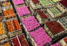 Kuehne+Nagel, LATAM y Elite Group renuevan su compromiso conjunto de compra de SAF para el Día de la Madre