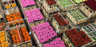 Kuehne+Nagel, LATAM y Elite Group renuevan su compromiso conjunto de compra de SAF para el Día de la Madre